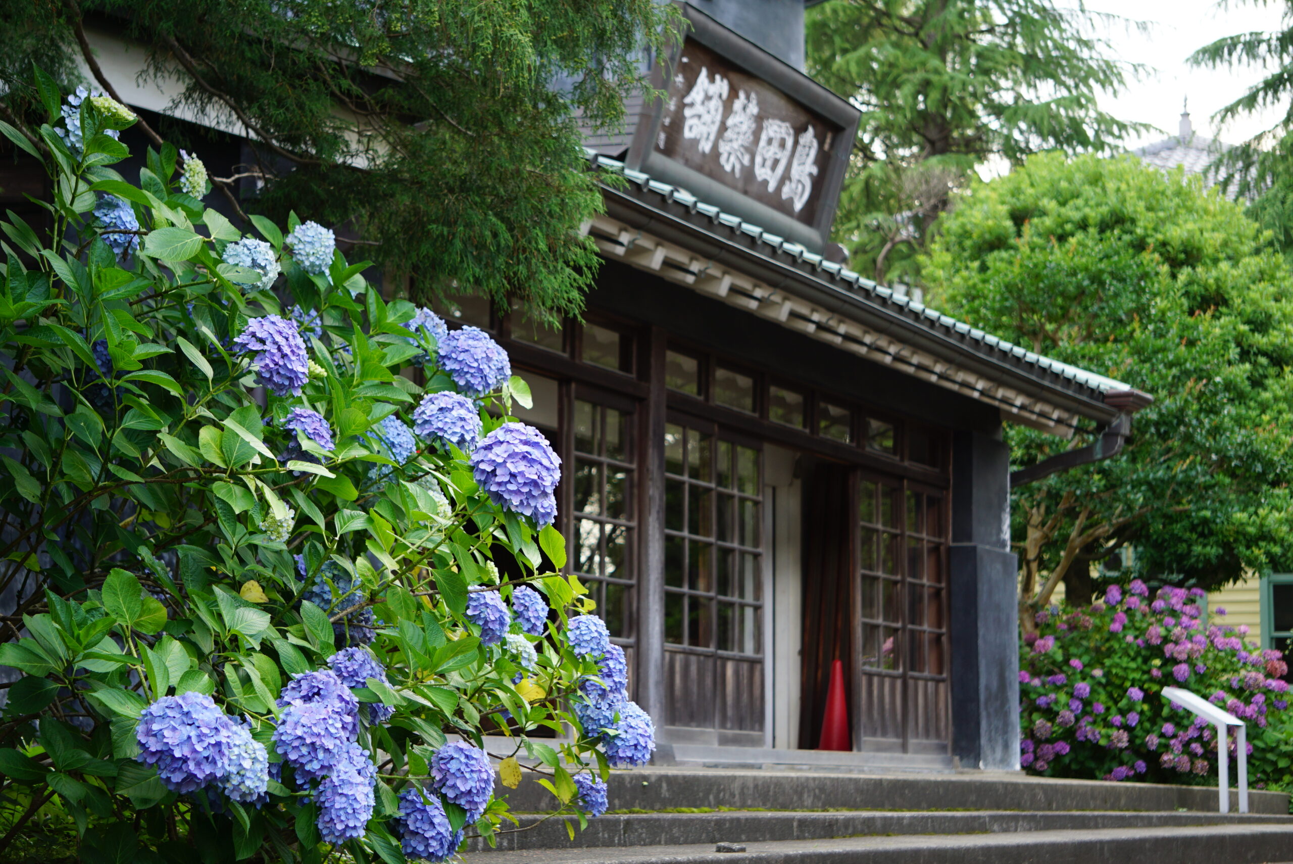 府中市郷土の森あじさいまつり2025