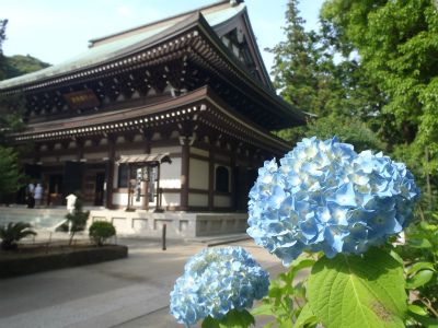 お花の名所【鎌倉・円覚寺】紫陽花
