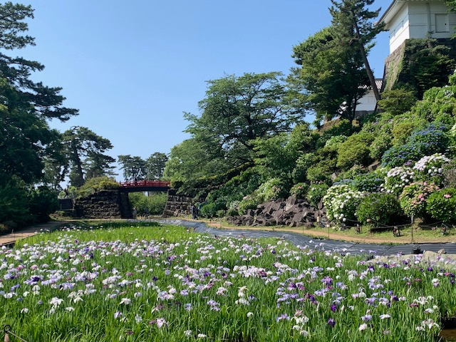 小田原城あじさい花菖蒲まつり