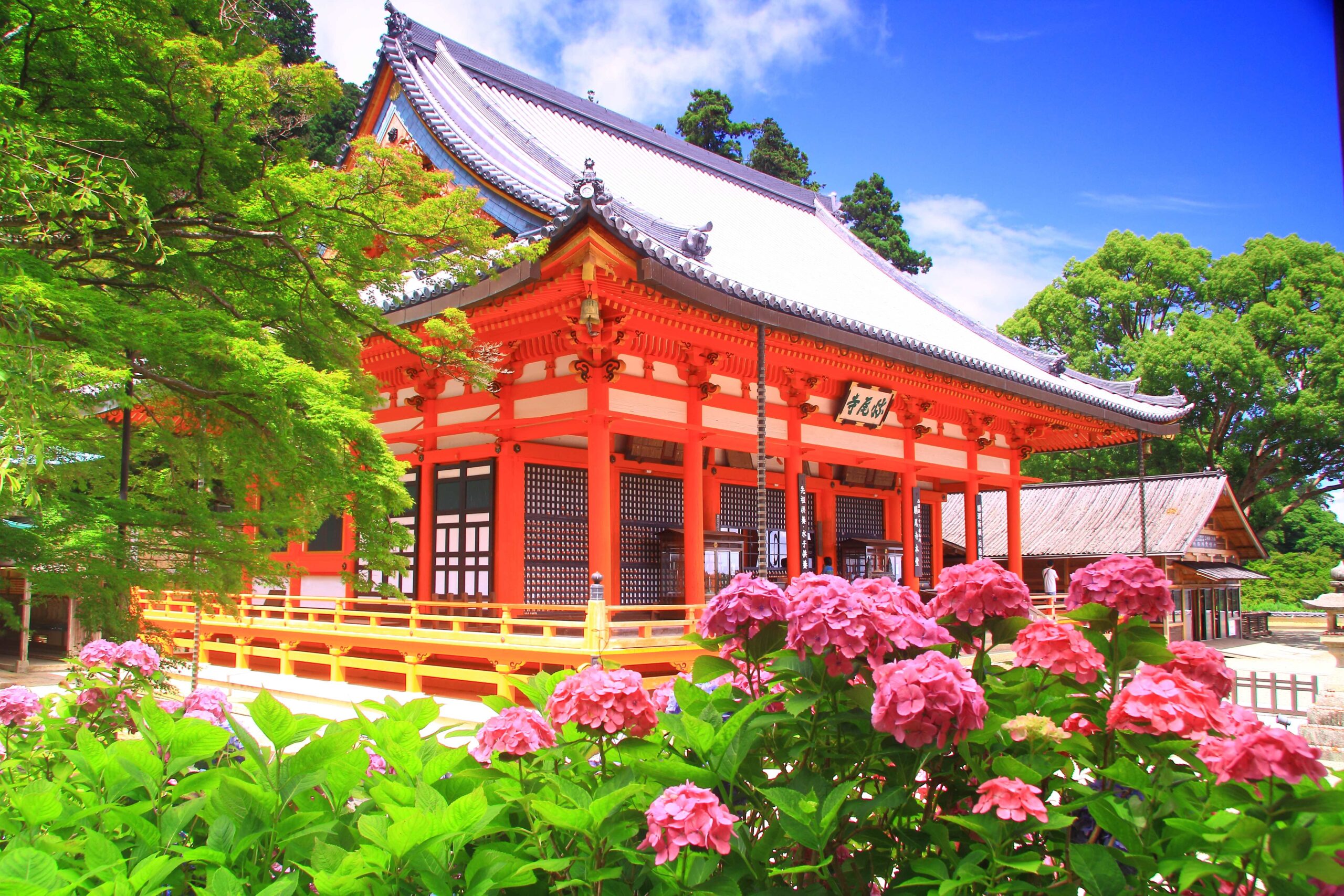 大阪府箕面市 勝尾寺 あじさいまつり2025