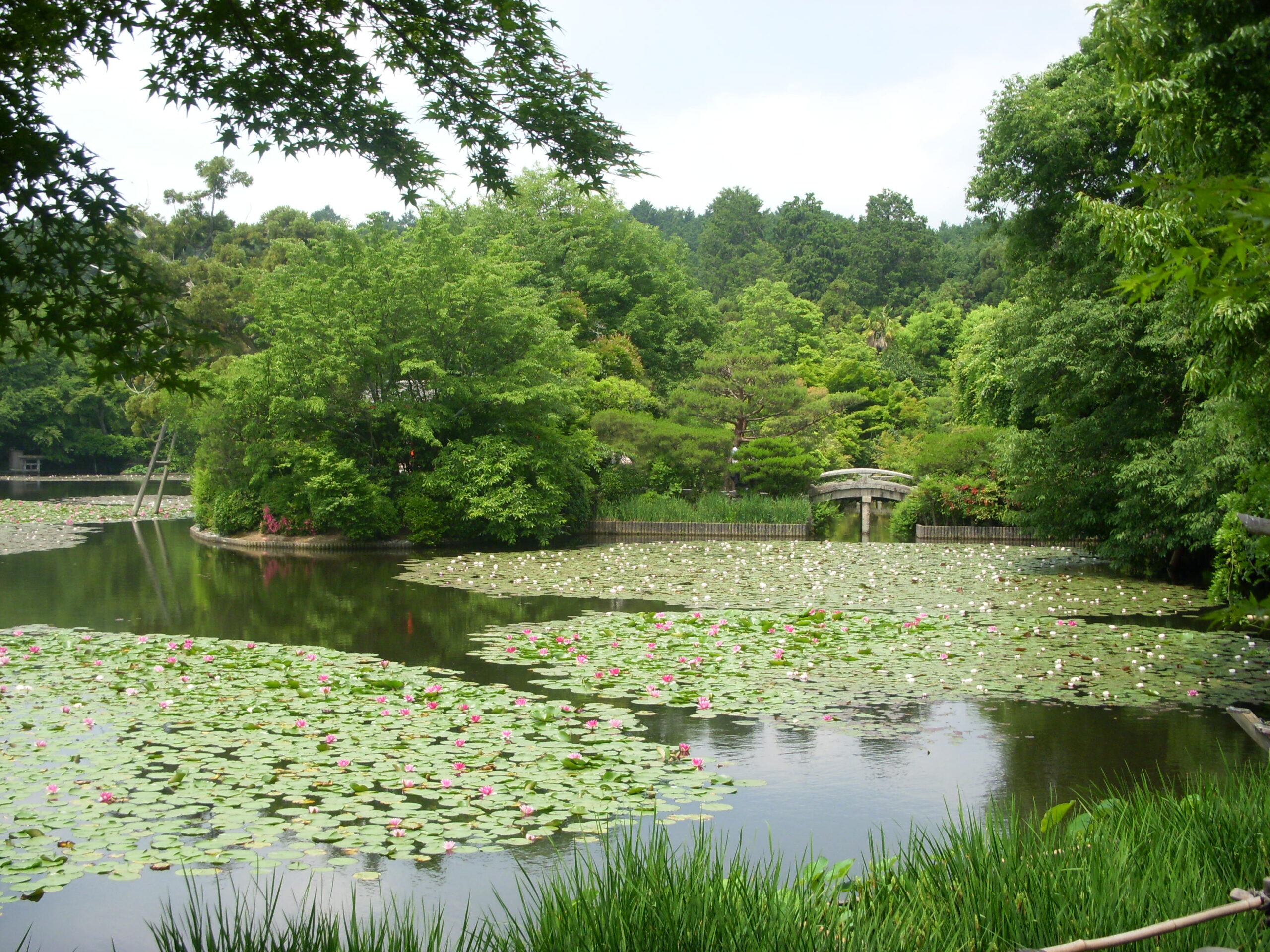 京都府京都市右京区|龍安寺 鏡容池の睡蓮