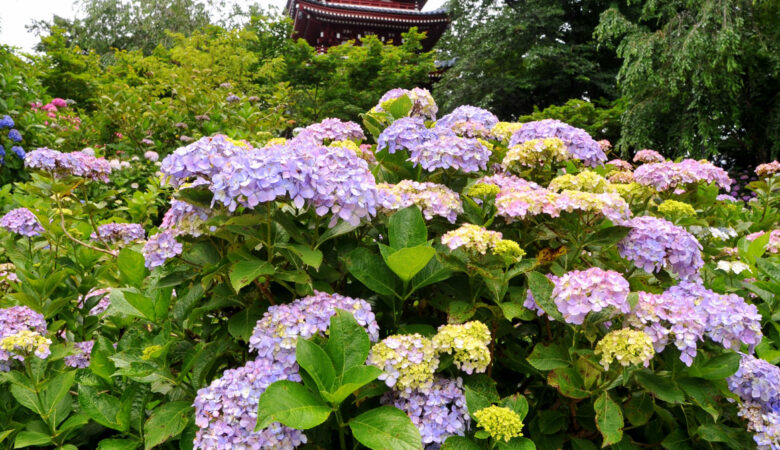 千葉県松戸市 本土寺 花菖蒲・紫陽花見頃情報2025