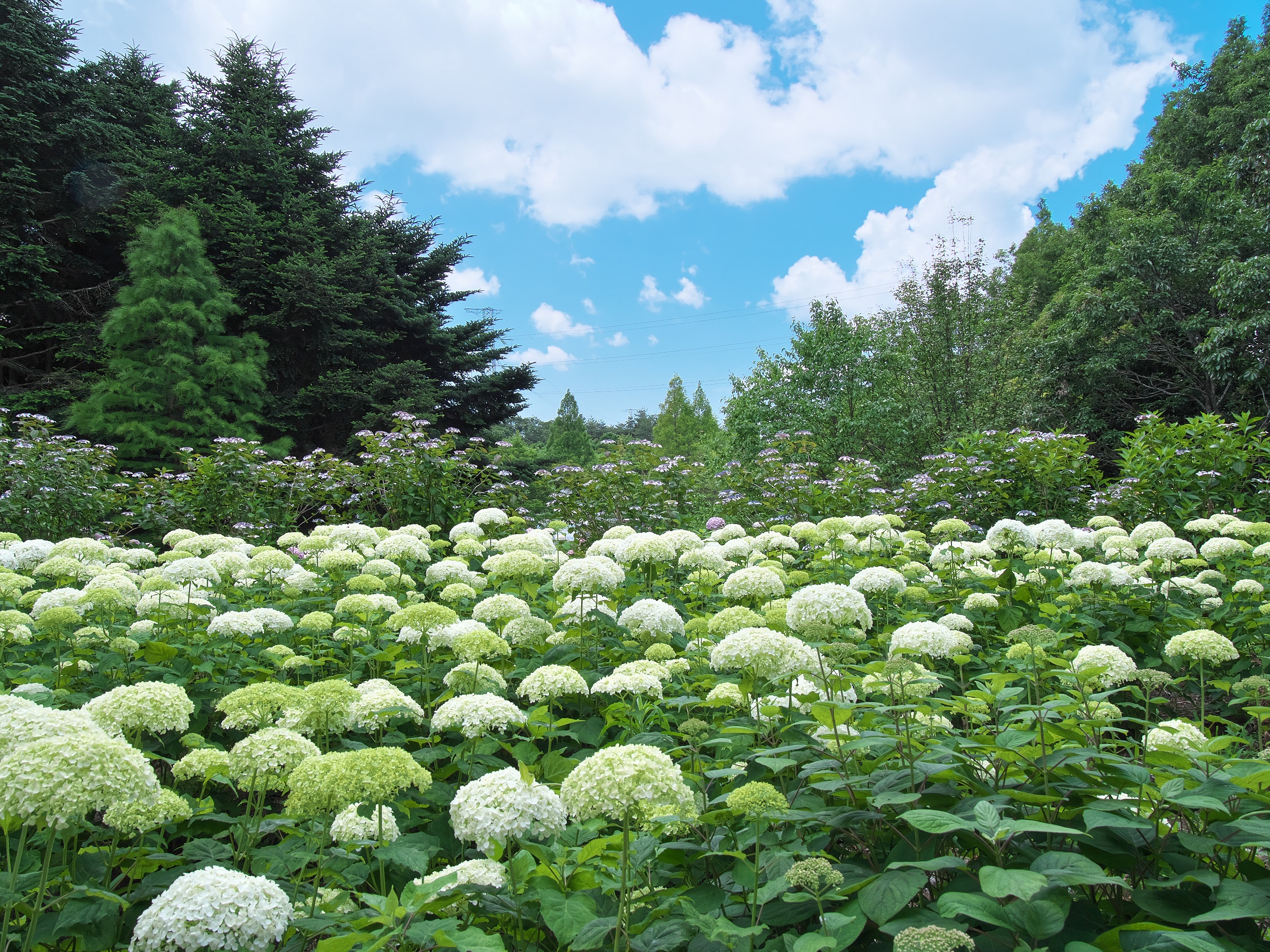 兵庫県神戸市北区 神戸市立森林植物園 植物園のあじさい散策2025