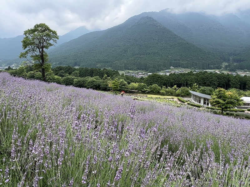 兵庫県多可町 ラベンダーパーク多可2025 ラベンダー見頃情報