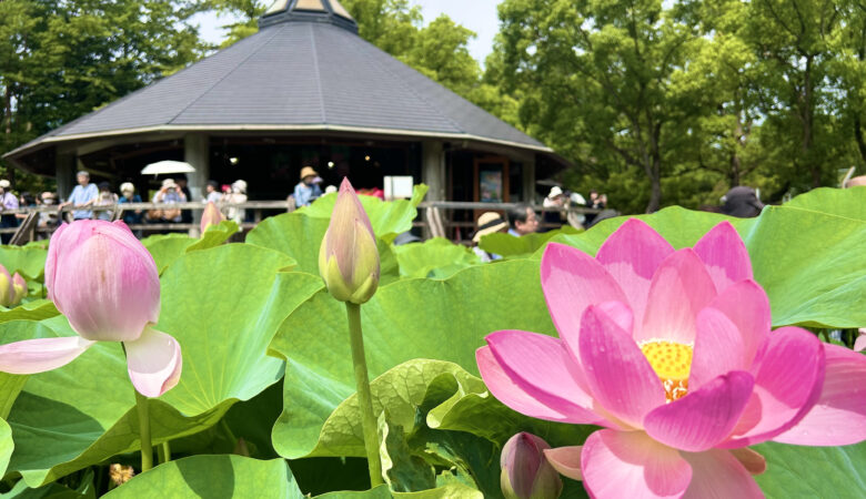 千葉県千葉市・千葉公園　【大賀ハスまつり2025】