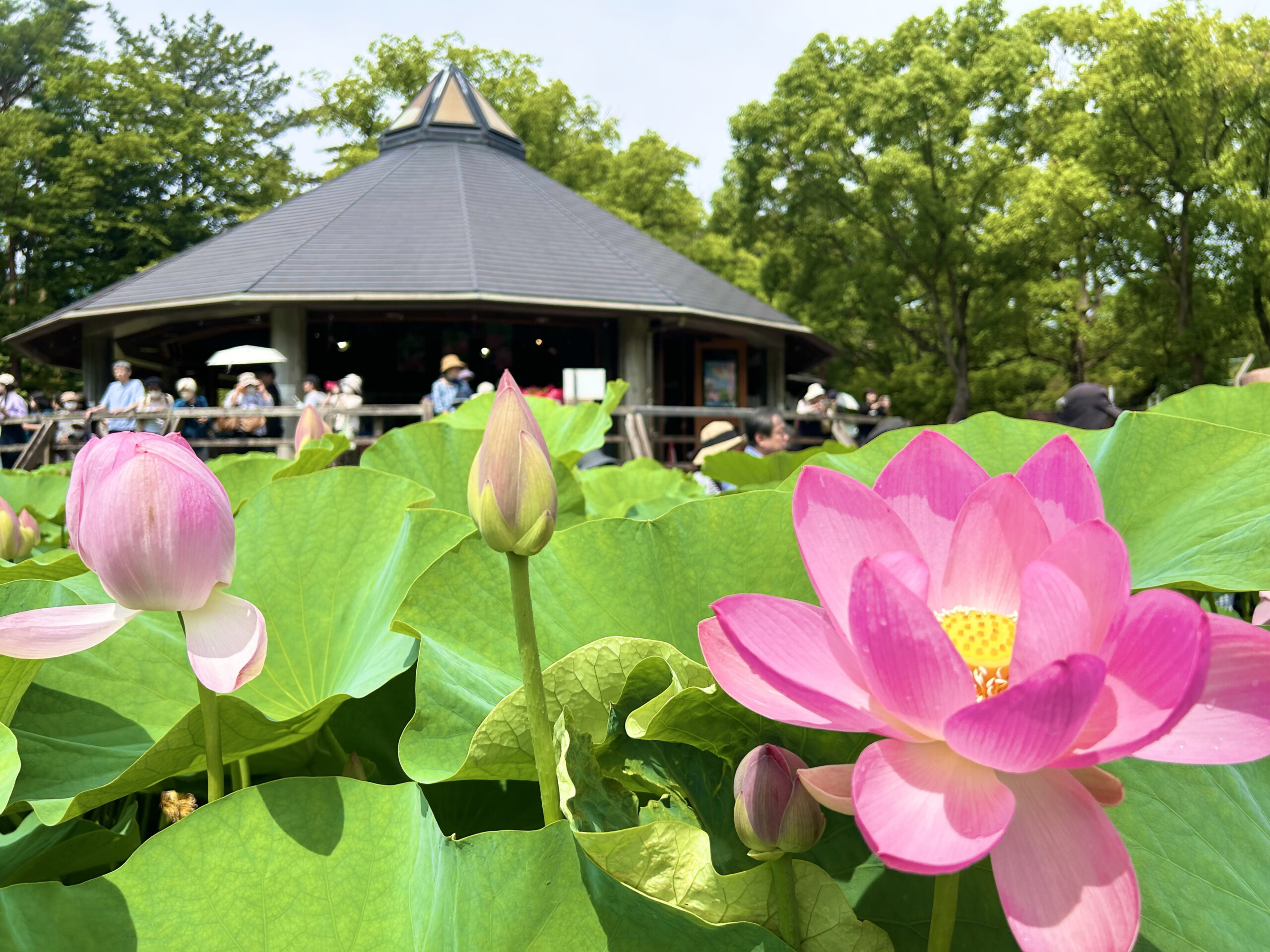 千葉県千葉市・千葉公園 【大賀ハスまつり2025】