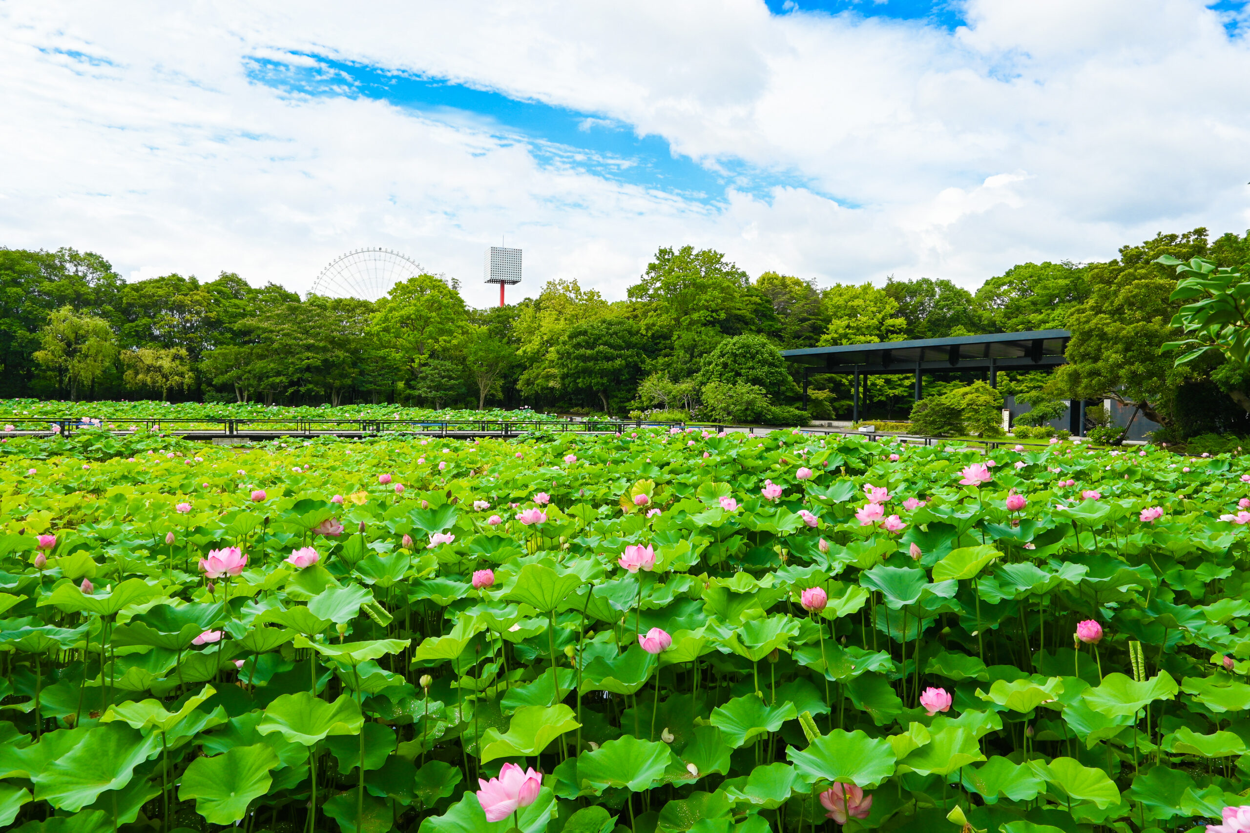 大阪府吹田市 万博記念公園 早朝観蓮会
