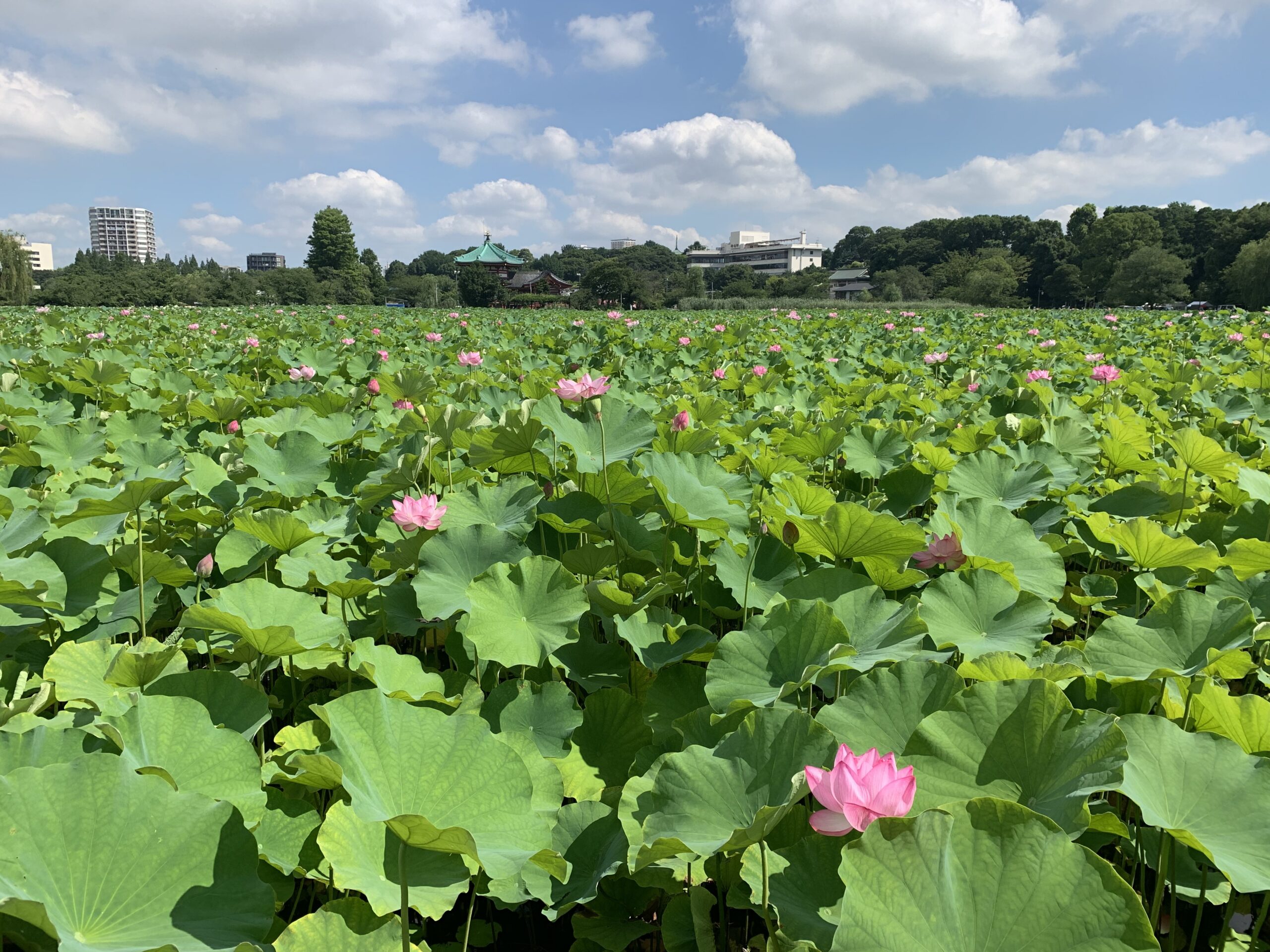 東京都台東区|上野恩賜公園 不忍池の蓮 見頃情報(7/1時点開花状況追加)