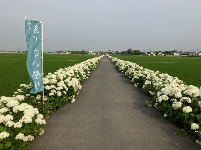 埼玉県加須市 玉敷公園&ふじとあじさいの道 紫陽花スポット