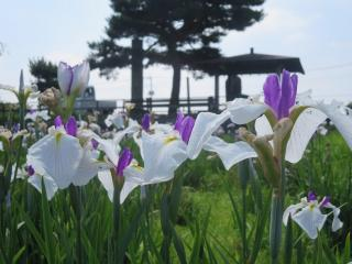 埼玉県久喜市菖蒲町 あやめ・ラベンダーのブルーフェスティバル