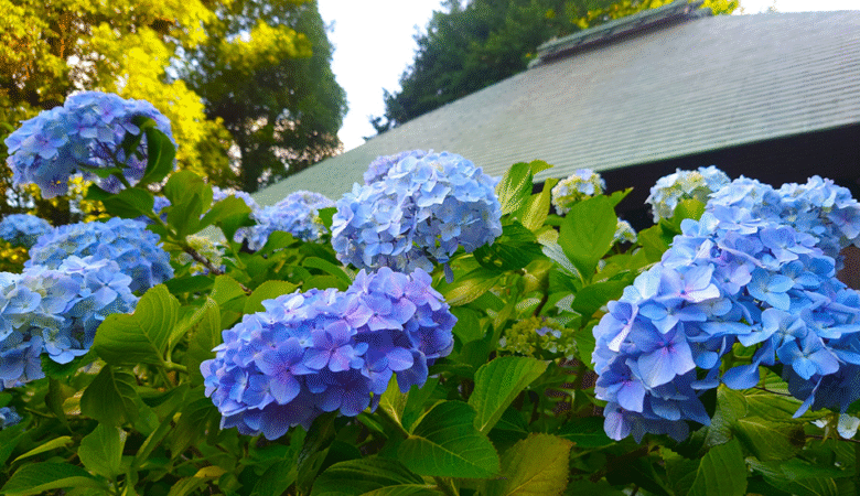 Ome-shi, Tokyo [Shiobune Kannonji Temple] Hydrangea viewing season information 2025