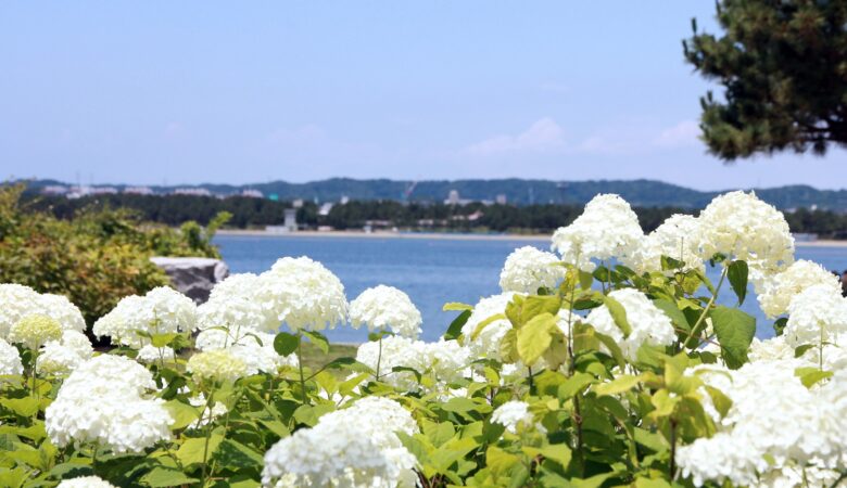 神奈川県横浜市八景島　第25回八景島あじさい祭