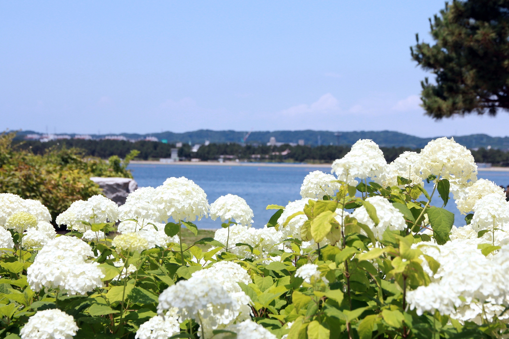 神奈川県横浜市八景島 第25回八景島あじさい祭