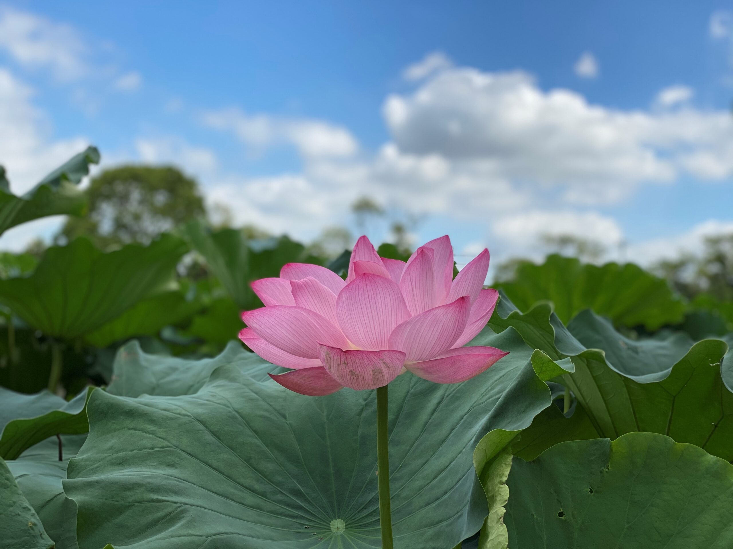 東京都葛飾区|水元公園 ハス&スイレンの見頃情報