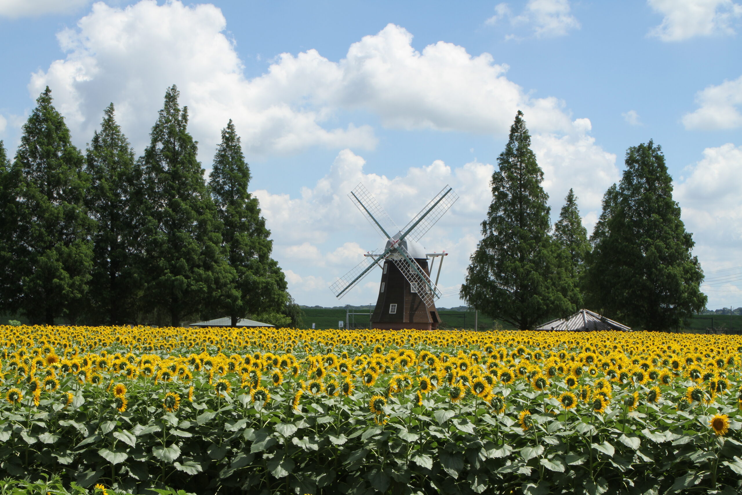 千葉県柏市|あけぼの山農業公園 ひまわり畑