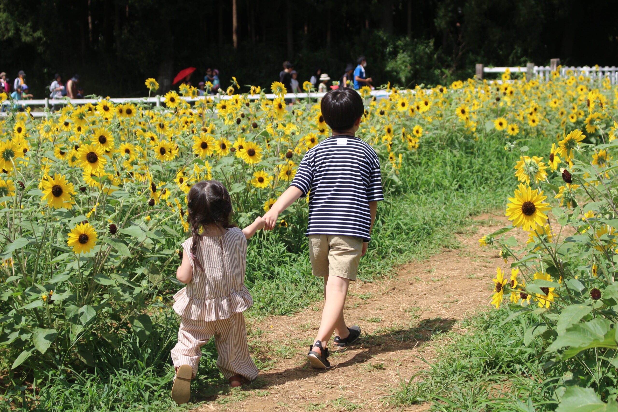 千葉県成田市|成田ゆめ牧場 ひまわり畑