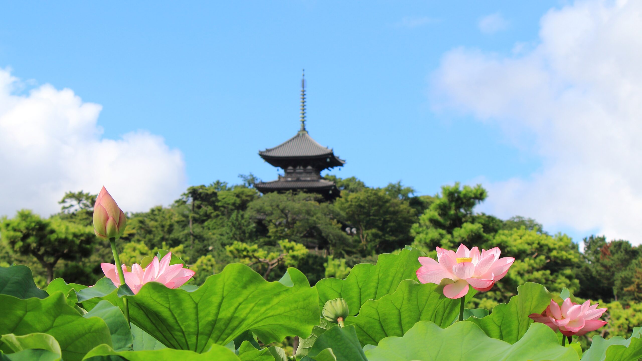 神奈川県横浜市|三溪園 早朝観蓮会