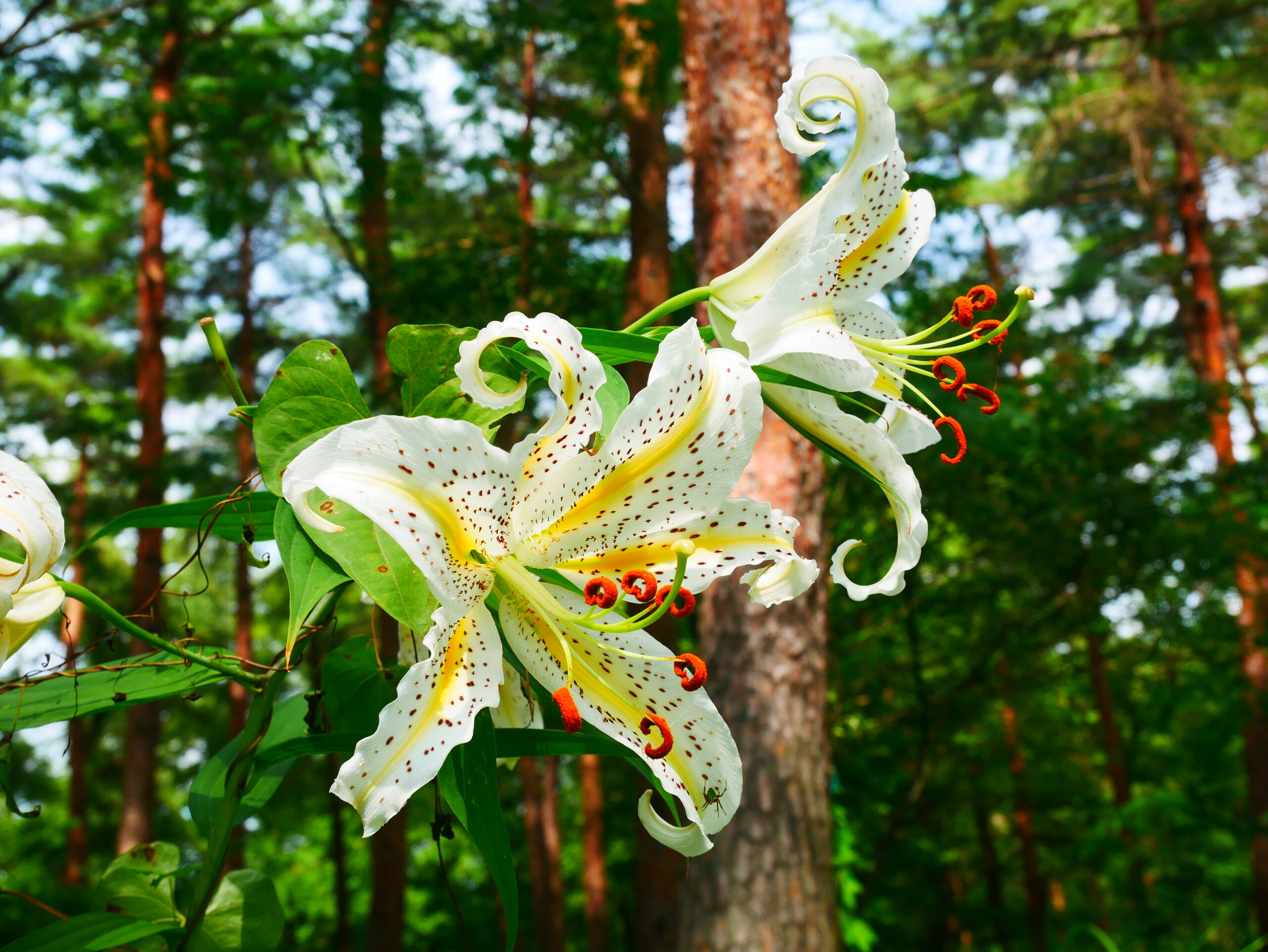 埼玉県比企郡滑川町|森林公園 夏の花の見頃情報