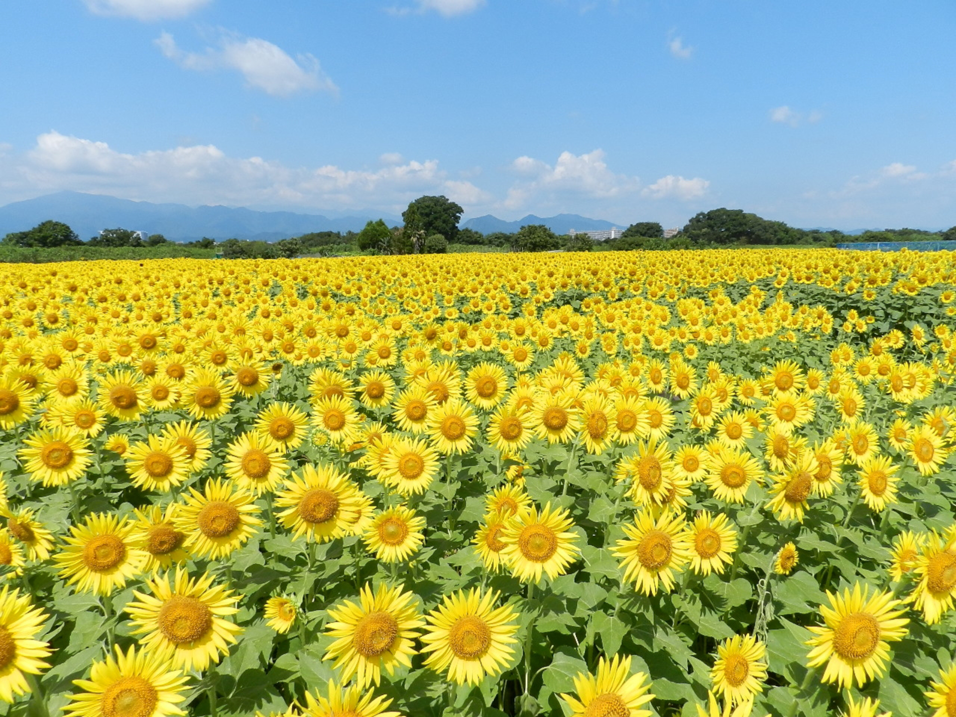 神奈川県座間市|座間ひまわりまつり