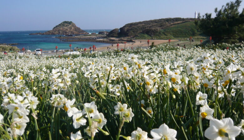 静岡県下田市｜下田温泉 水仙まつり