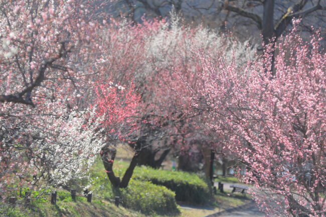 ©森林公園里山パークス共同体
