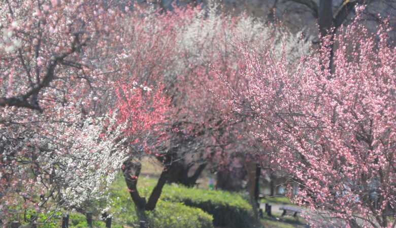 埼玉県比企郡滑川町｜国営武蔵丘陵森林公園 梅見頃情報