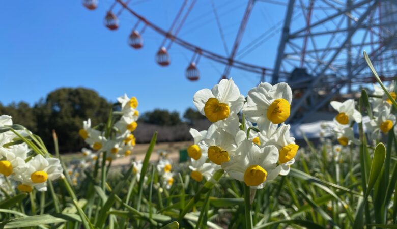 東京都江戸川区｜葛西臨海公園 水仙まつり