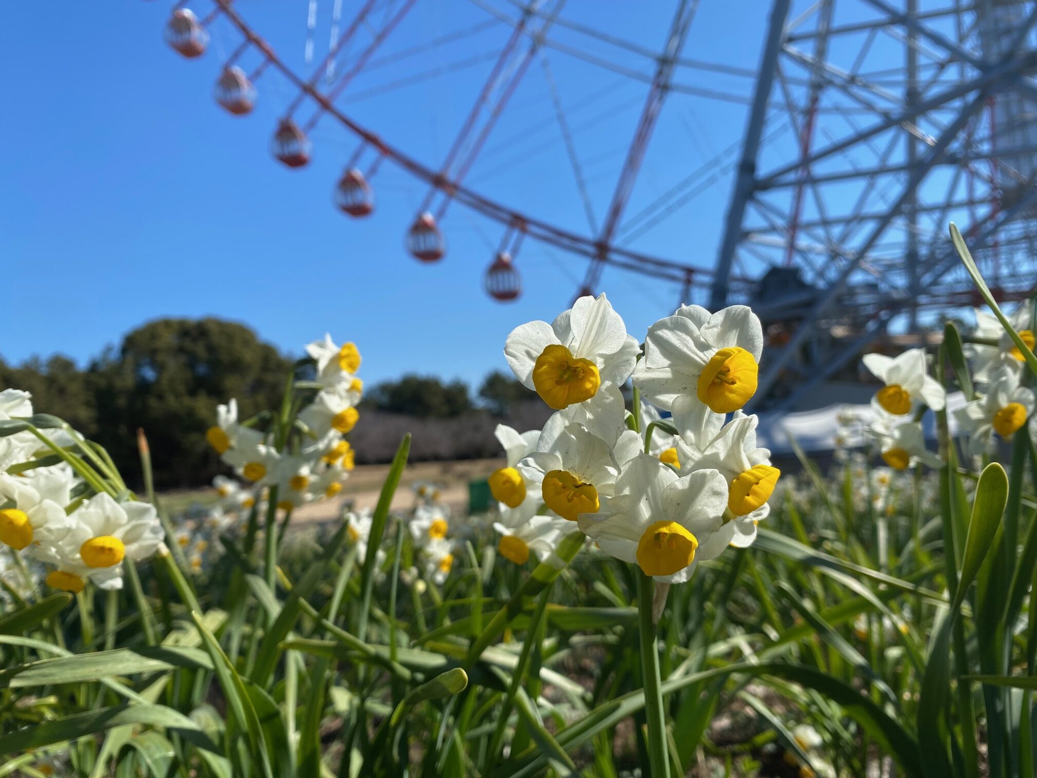 東京都江戸川区|葛西臨海公園 水仙まつり