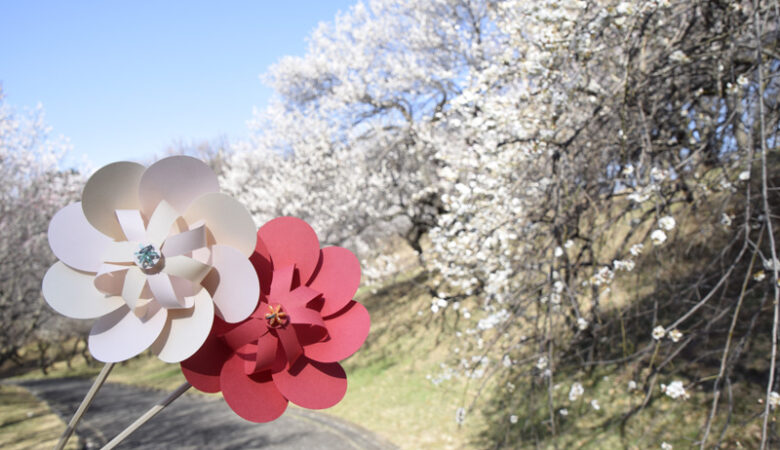 神奈川県横浜市｜こどもの国 梅まつり