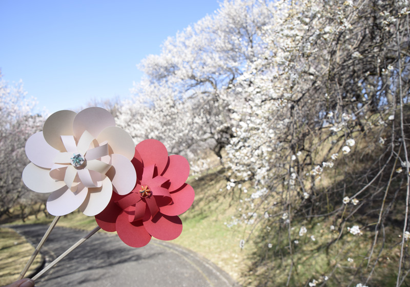 神奈川県横浜市|こどもの国 梅まつり