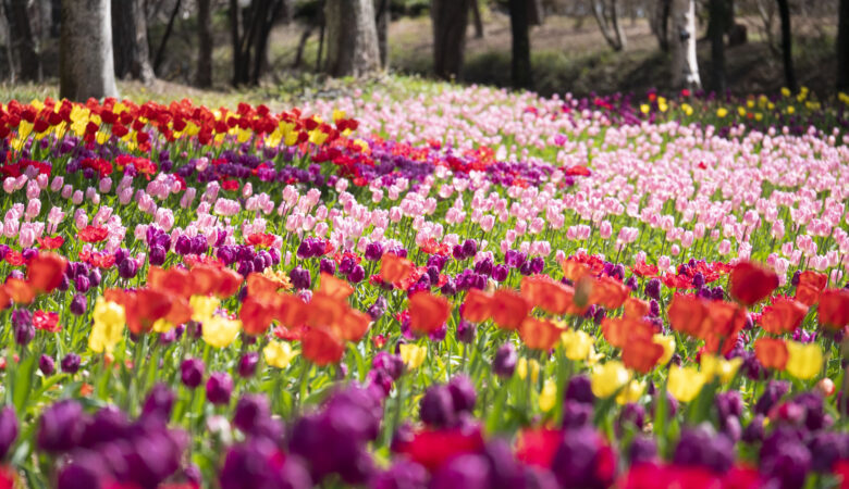 埼玉県比企郡滑川町｜国営武蔵丘陵森林公園 早春フェスタ