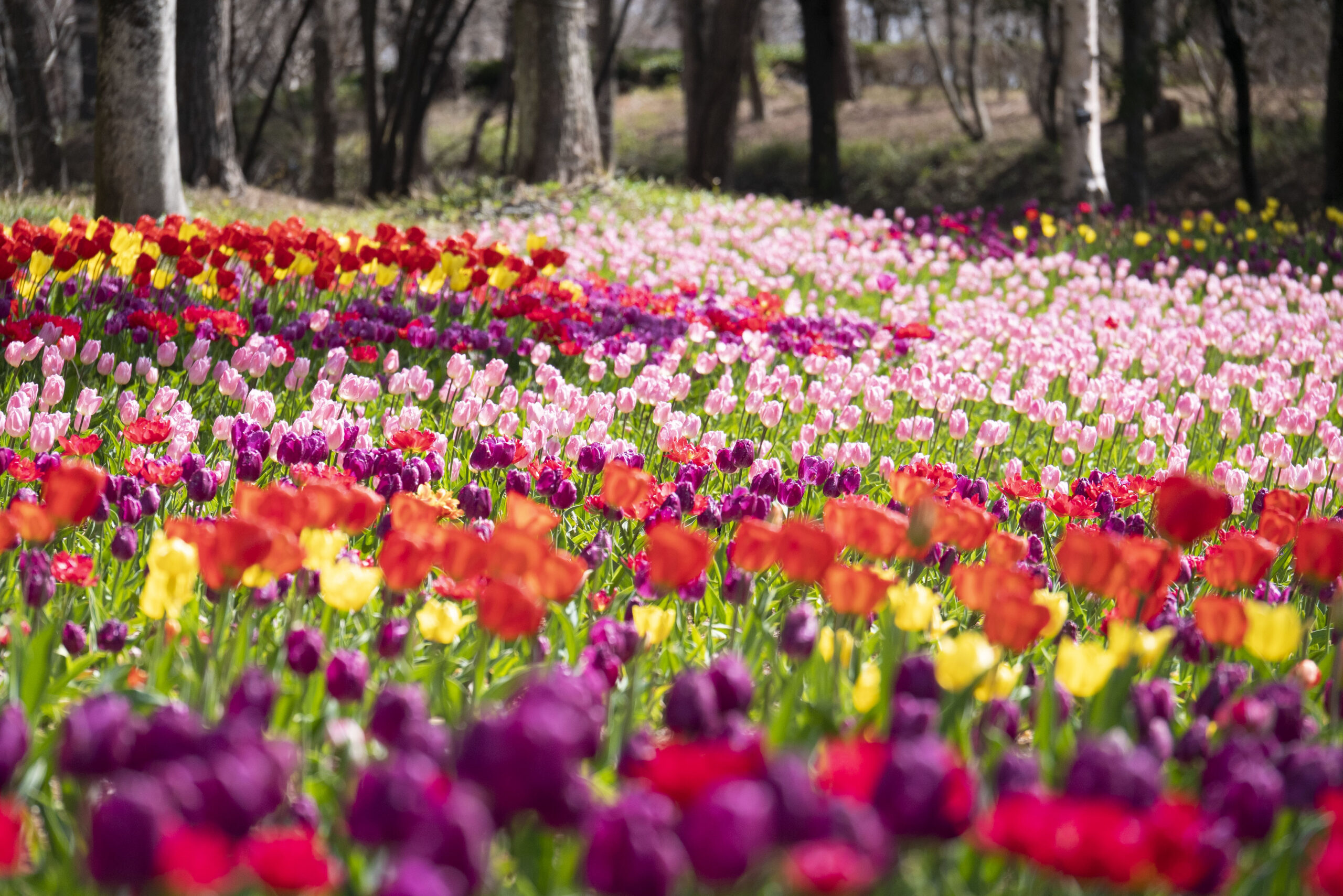 埼玉県比企郡滑川町|国営武蔵丘陵森林公園 早春フェスタ