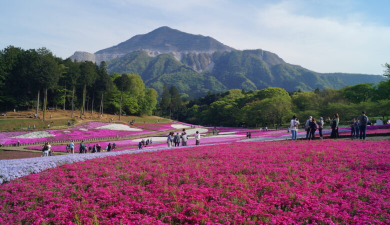 埼玉県秩父市｜羊山公園 芝桜まつり2026