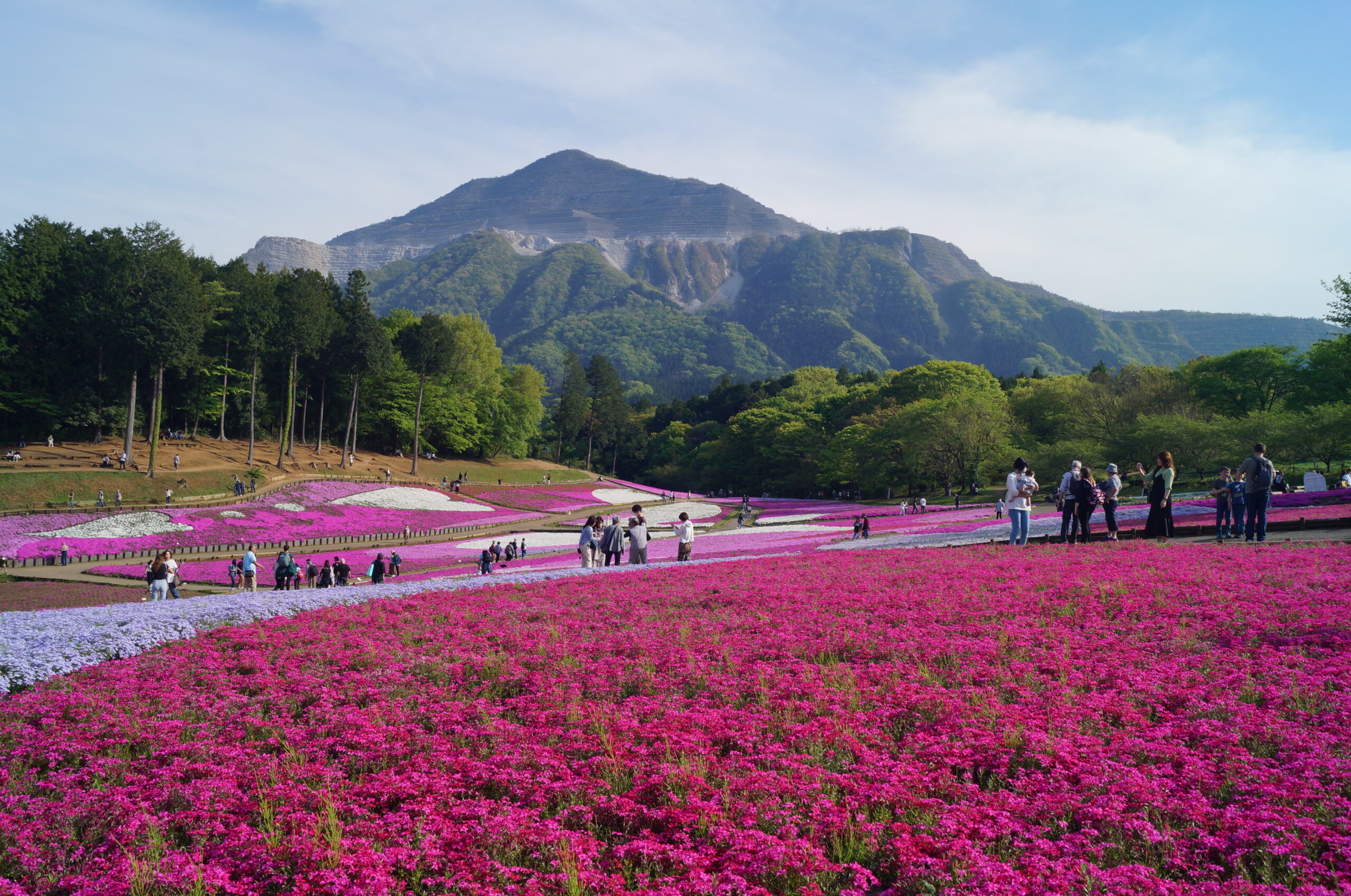 埼玉県秩父市|羊山公園 芝桜まつり2026