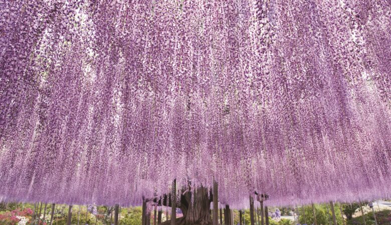栃木県足利市｜あしかがフラワーパーク ふじのはな物語 大藤まつり