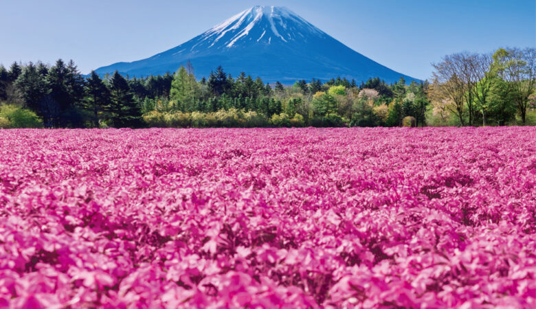 山梨県南都留郡｜富士本栖湖リゾート 富士芝桜まつり